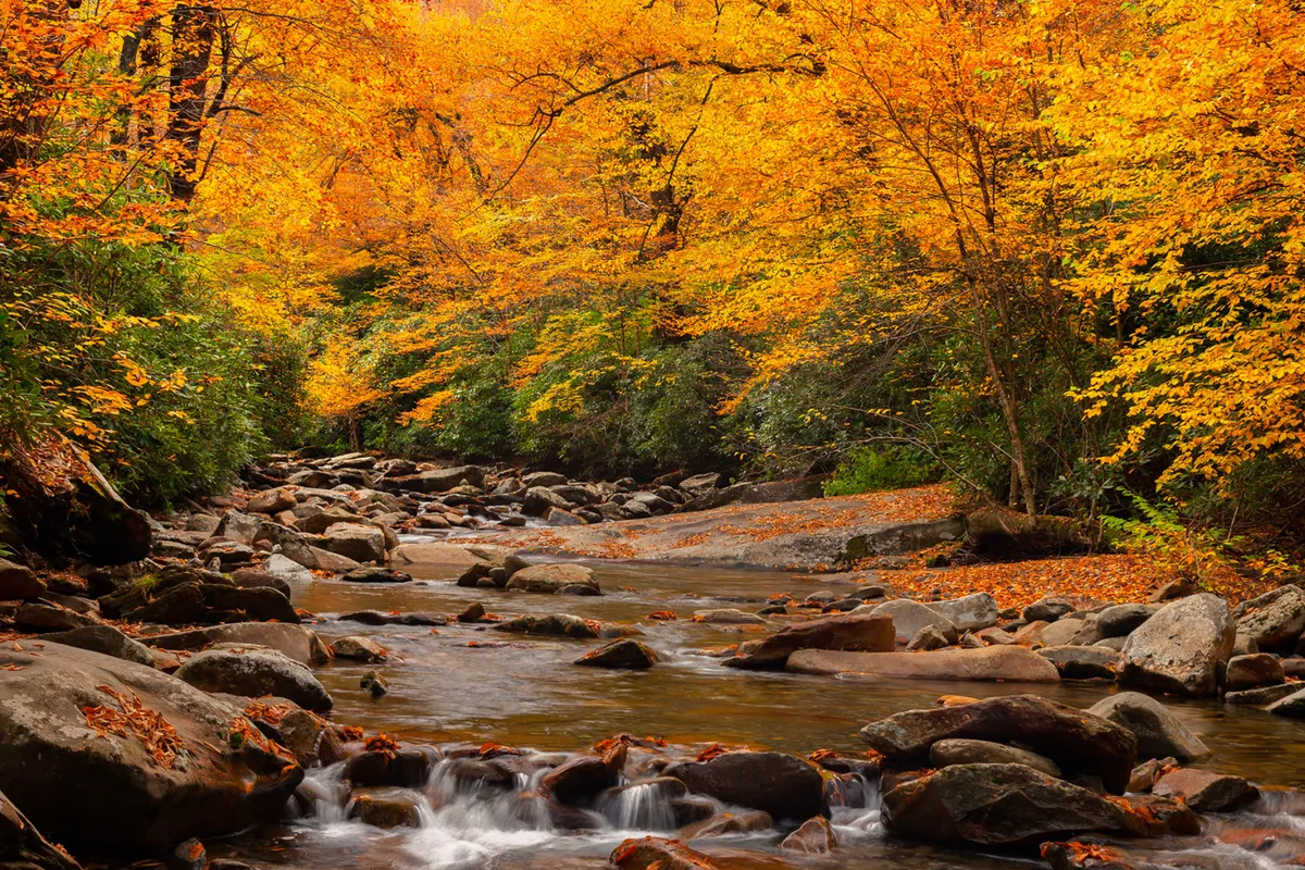 This image features a tranquil stream winding through a landscape adorned with vibrant autumn foliage and rocks, all under soft, gentle light. The water's slow flow and the colorful leaves create a peaceful, romantic setting ideal for walks and quiet reflection in nature.